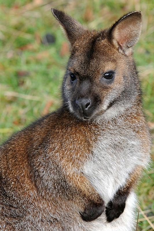 ZSLWhipsnadeZoo's tweet photo. Happy #AustraliaDay from our resident Aussies - the wallabies! http://t.co/aGwrPdCWDD