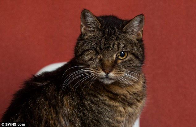 bestcatlitter's tweet photo. Meet Tuppence who may not only be the world's oldest cat but also the luckiest: http://t.co/ImhUqJwv2P #MondayMiracle http://t.co/QkjyXeL7uy