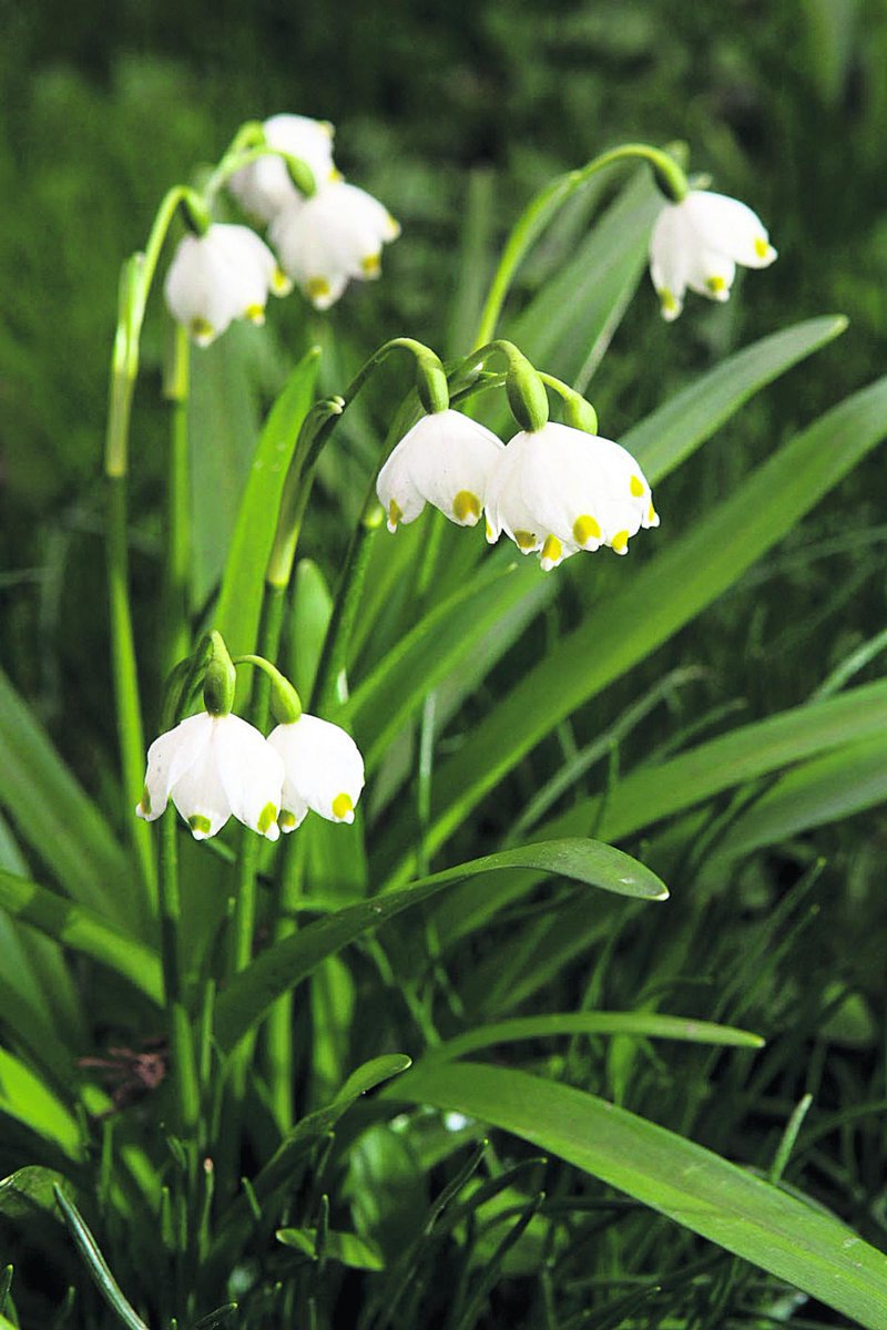 NorthwichNews's tweet photo. Could Spring be on the way? http://t.co/kW5mSvEzpD http://t.co/PgD6bDjEOt