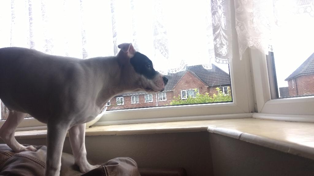 andrewgmartin's tweet image. #WindowDog