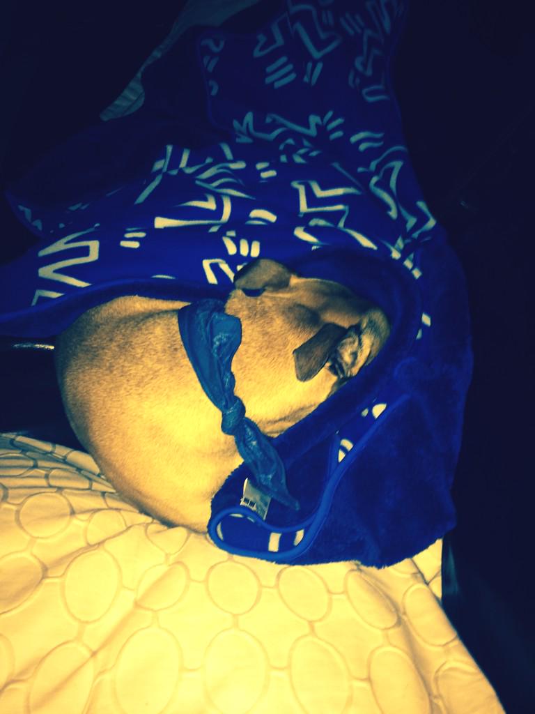 FrannieTheDog's tweet photo. #readyfortheblizzard http://t.co/tLJcM2JeGC