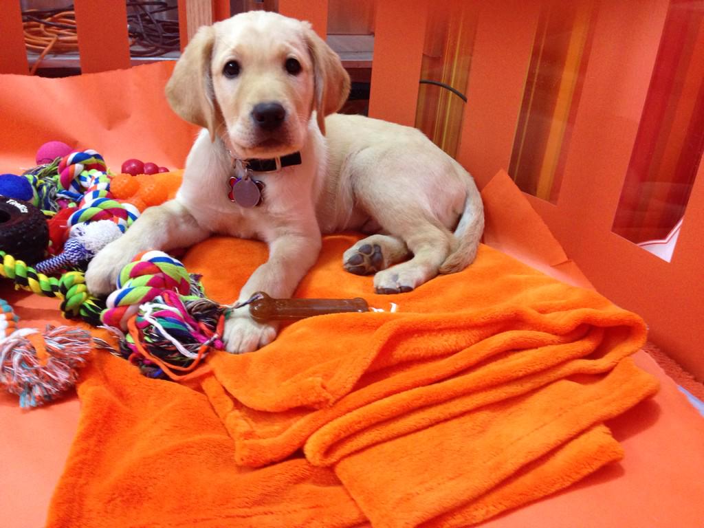 TODAYPuppy's tweet photo. Did somebody say blizzard? http://t.co/ImjbZq7T7J
