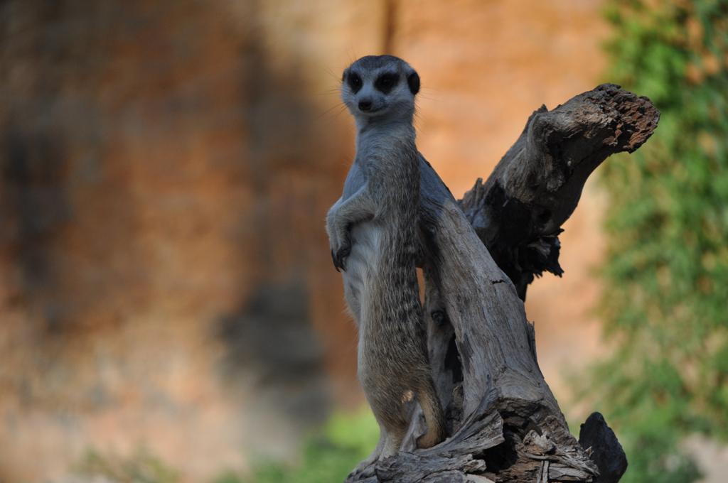 LimassolZoo's tweet photo. Καλή Εβδομάδα σε όλους!! #LimassolZoo #meerkat #epiasedouleia http://t.co/lAlVzXflEP