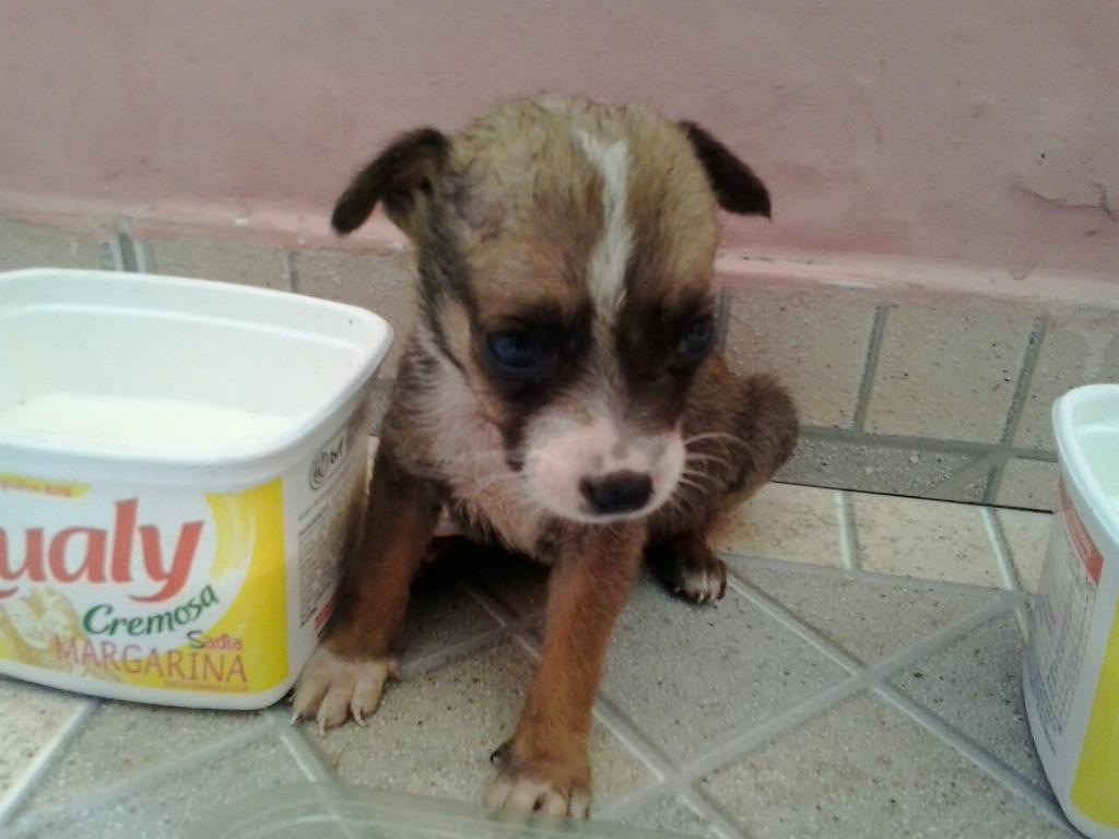 dlsilvva's tweet photo. Quem puder dar RT , abandonados em niteroi precisando de um lar @LeiSecaRJ @SuperviaVPC @RadarCostaVerde http://t.co/SeeMtGaege