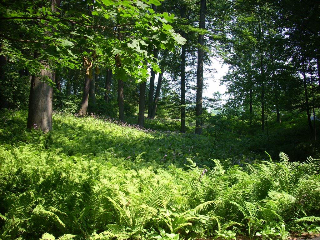 GRRLmusic's tweet photo. 🌿🍃#FERNT🍃🌿 http://t.co/vHwZmSZZpT