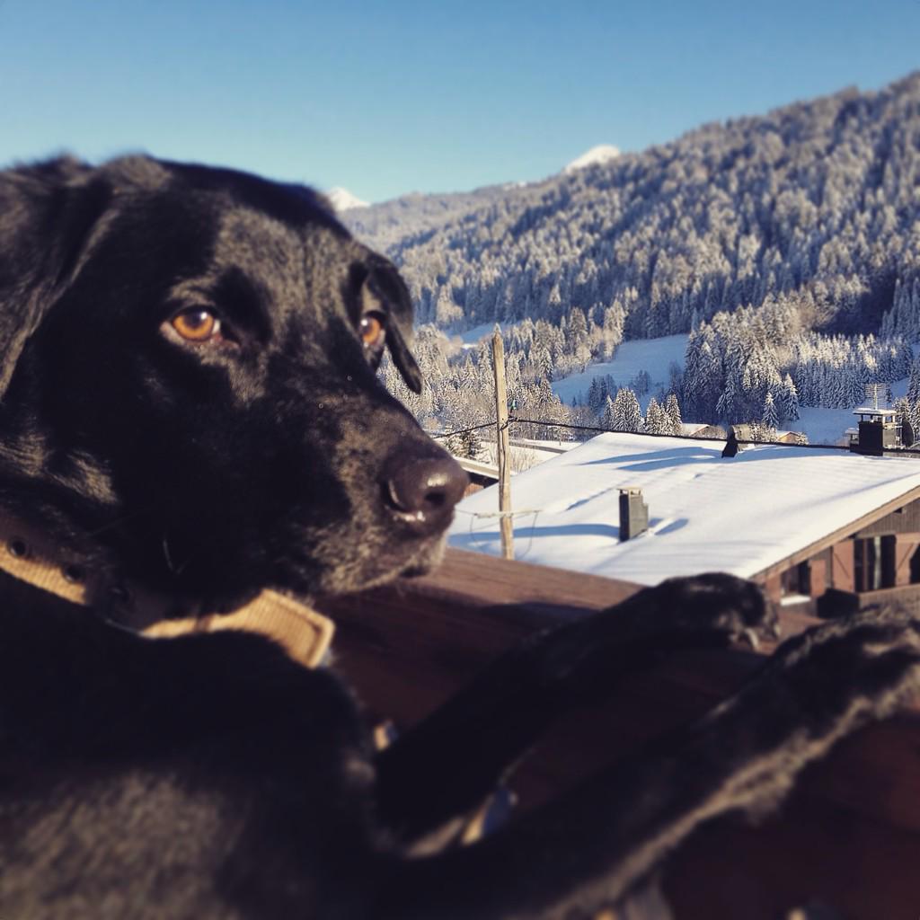 CocosCottage's tweet photo. Our Collie X Alfie enjoying his skiing holiday in Les Gets #SkiSunday #ChaletLife http://t.co/efwVIuf0Ib