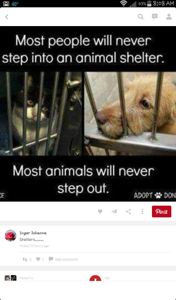 LindaKWS1's tweet photo. ADOPT DONT SHOP! IF YOU CANT KEEP YOUR PET,FIND IT A LOVING HOME.DO NOT PUT IN A SHELTER,THEY WILL PROBABLY DIE ALONE http://t.co/5olG5BkuO4