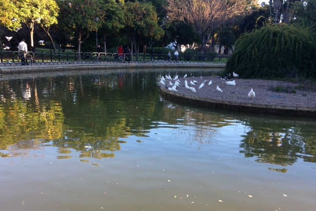 SevillaActual's tweet photo. Denuncian el "lamentable" estado del Parque de los Príncipes #sevillahoy http://t.co/fjcsSc4Sio http://t.co/RLJWqpSEr3