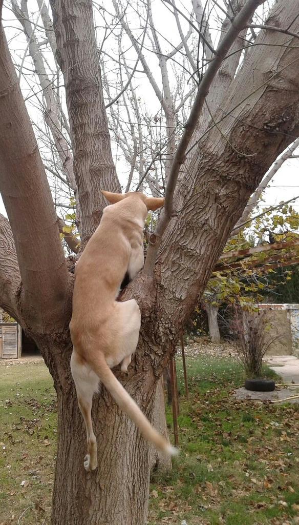 AlbaSPG's tweet photo. Mi perro es muy "mono", literalmente! #zapeando293 http://t.co/Rvnel3FNO3