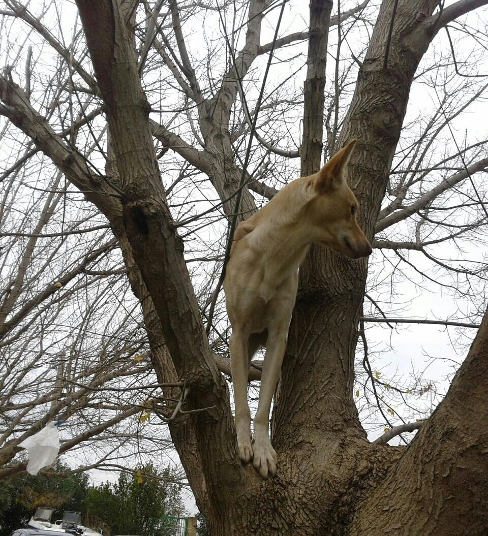 AlbaSPG's tweet photo. Mi perro es muy "mono", literalmente! #zapeando293 http://t.co/Rvnel3FNO3