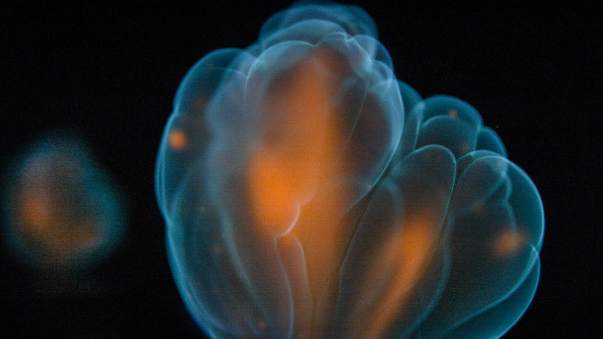 Philip Clemo tweet media