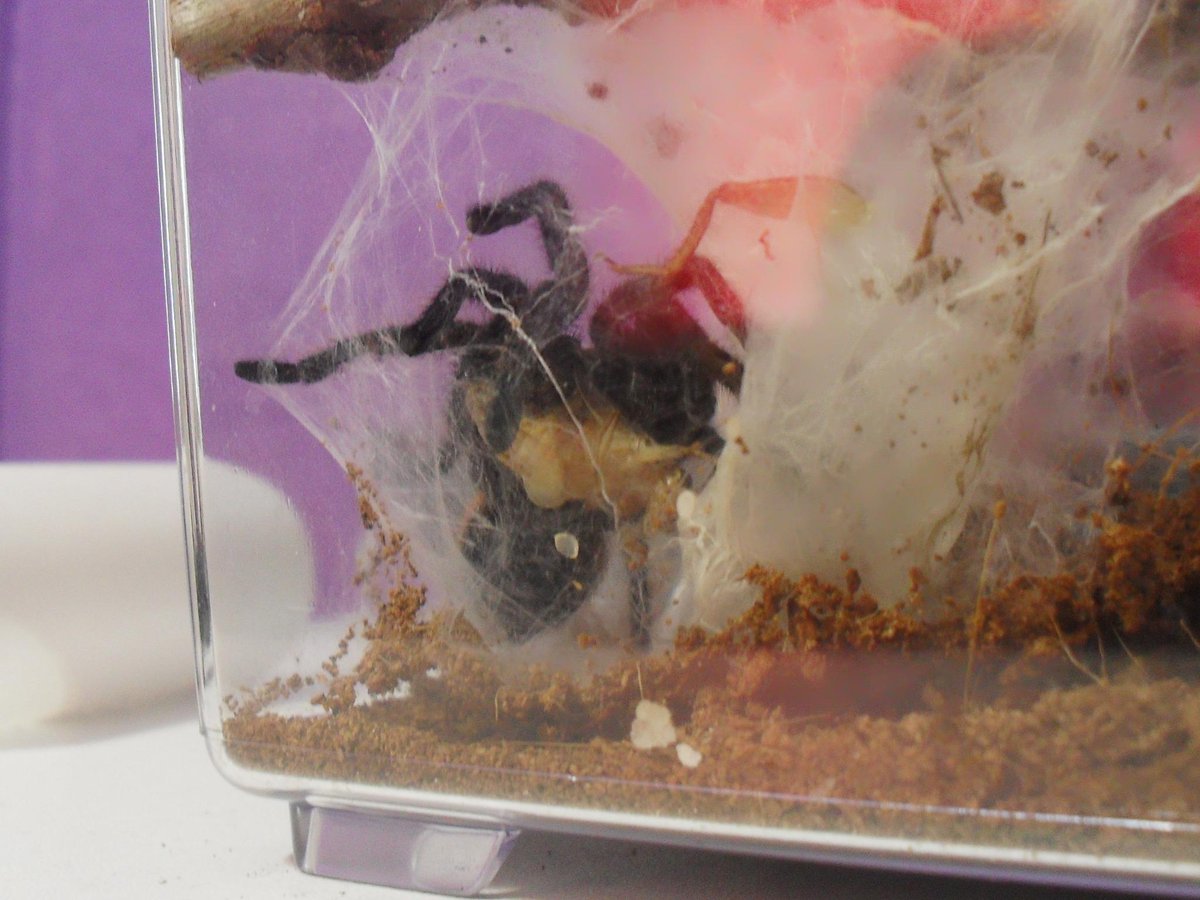 Tarantulagirl98's tweet photo. My pretty girl enjoying her first meal since her molt :) #tarantula #awesome #gbb #love #tluv http://t.co/yLcx0XY7xM