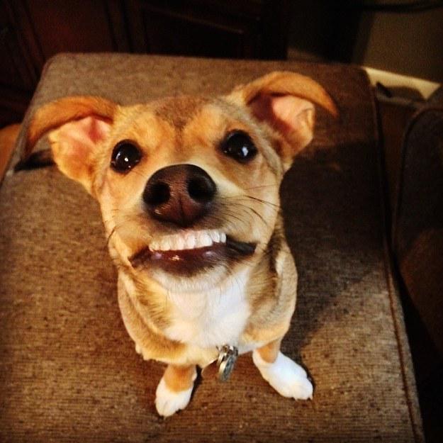 FresnoPetMed's tweet photo. Find out how to have the best day every from your #pets: http://t.co/9MKIpkSmjx #MotivationMonday http://t.co/IYWSJ66QC2