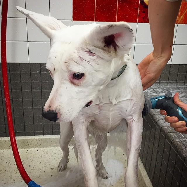 IndieOnTheGo's tweet photo. How do I keep getting myself into these situations? #anythingforatreat #sfdoglife http://t.co/x23D67aDXT http://t.co/CyrXVbpFmk