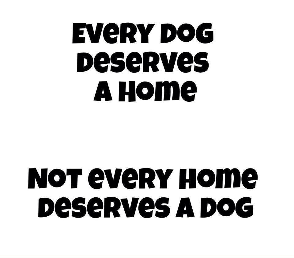 gsd_lovers's tweet photo. Every Dogs deserves home.. #dogs #home #pets http://t.co/oE9KMzsJC2