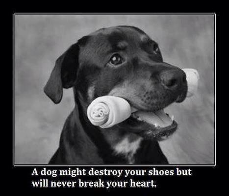 gsd_lovers's tweet photo. #dogs #pets #quotes #DogsofTwitter http://t.co/Vk0Oyg5lVD