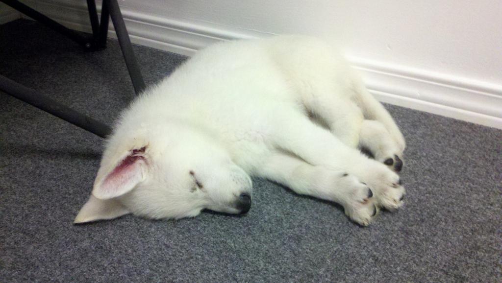 Ah... This is... His name is Galileo.