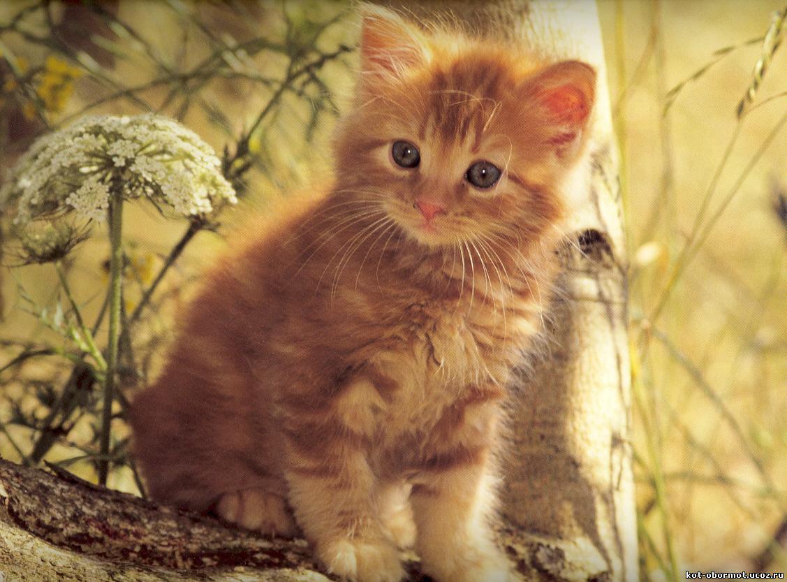 Рыжий котёнок