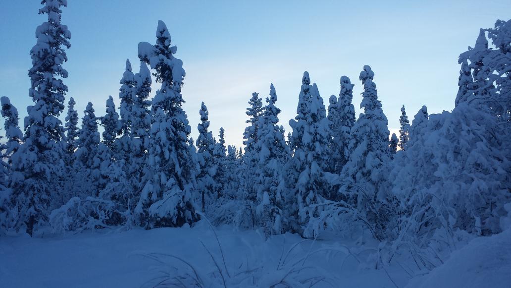 Wild Alaska tweet media