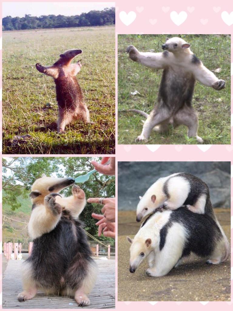 アリクイ 威嚇 で画像検索すると幸せになれる とざなぼ