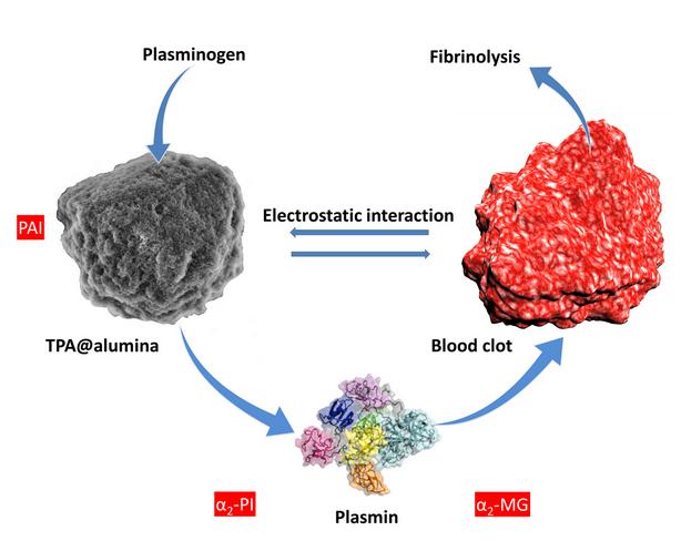 itmo_uni's tweet image. Biorobots will reduce risk of cardiovascular diseases #science #medicine #biorobots #itmo
en.ifmo.ru/en/viewnews/45…