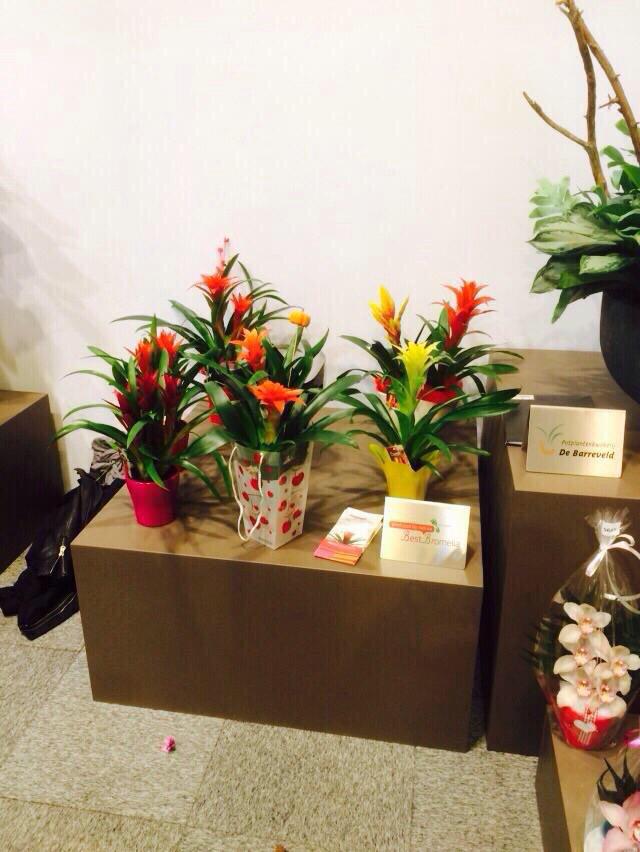 Onze planten op de #IPM #Essen #Greensales&amp;promotions