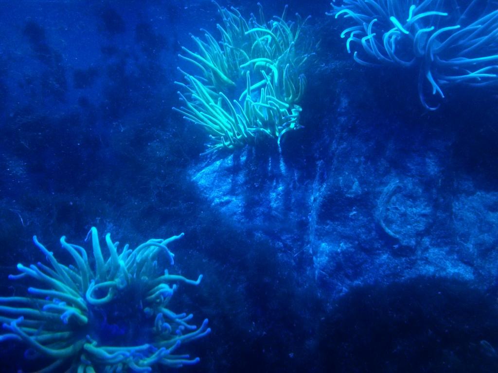 alexandra_tyers's tweet photo. #snakelock #anemone under blue light. #wow, #SomeAnimalsExceedImagination http://t.co/7YxLPAbxNz