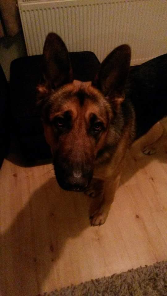 PawsitiveP tweet picture