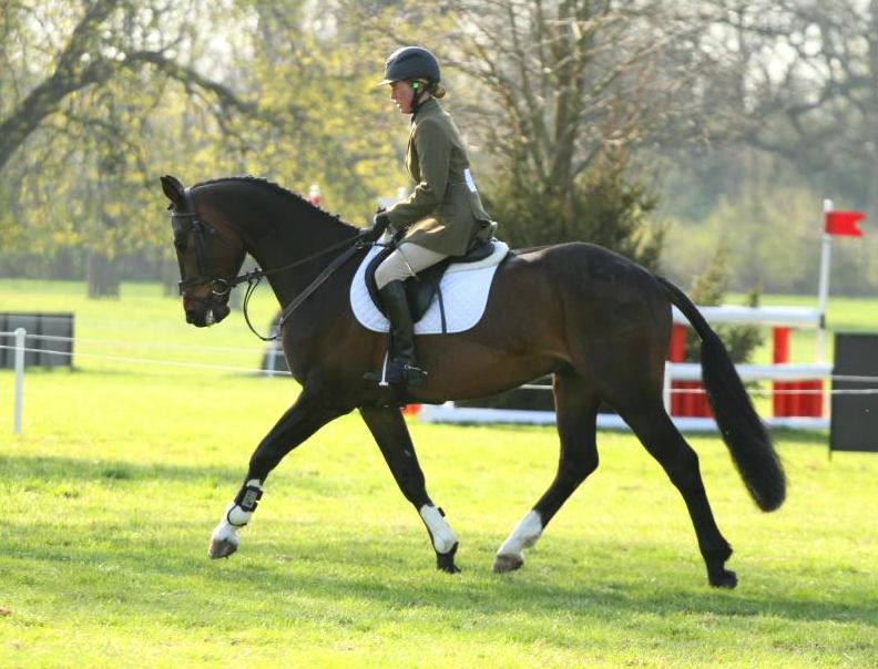 ezequestrian's tweet photo. #HorseHour Quality 6YO Eventer/Show jumper for sale - pls visit http://t.co/YmGdbWNXMA for full ad @HorseHour http://t.co/A3IMkI0MLF