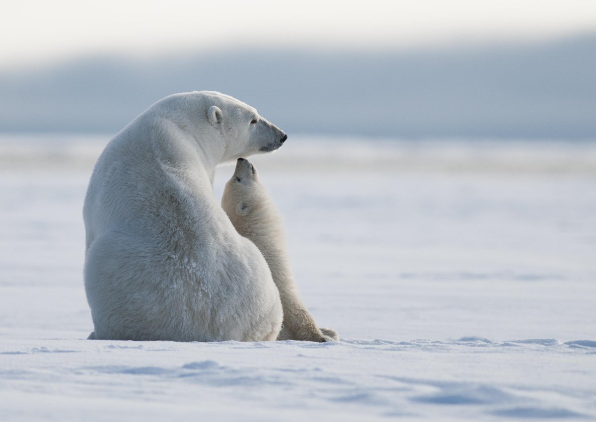 ObamaWhiteHouse's tweet image. RT if you agree: It's time to #ProtectTheArcticRefuge in Alaska → go.wh.gov/MxUXxM