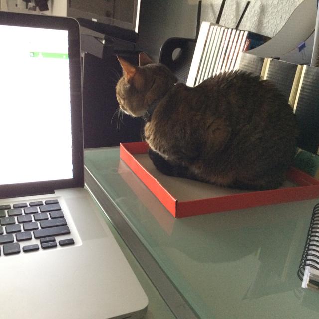 SmVu42's tweet image. SUCCESS! (for now, at any rate) Achievement: Cat trap placed near laptop #CodingWithCats