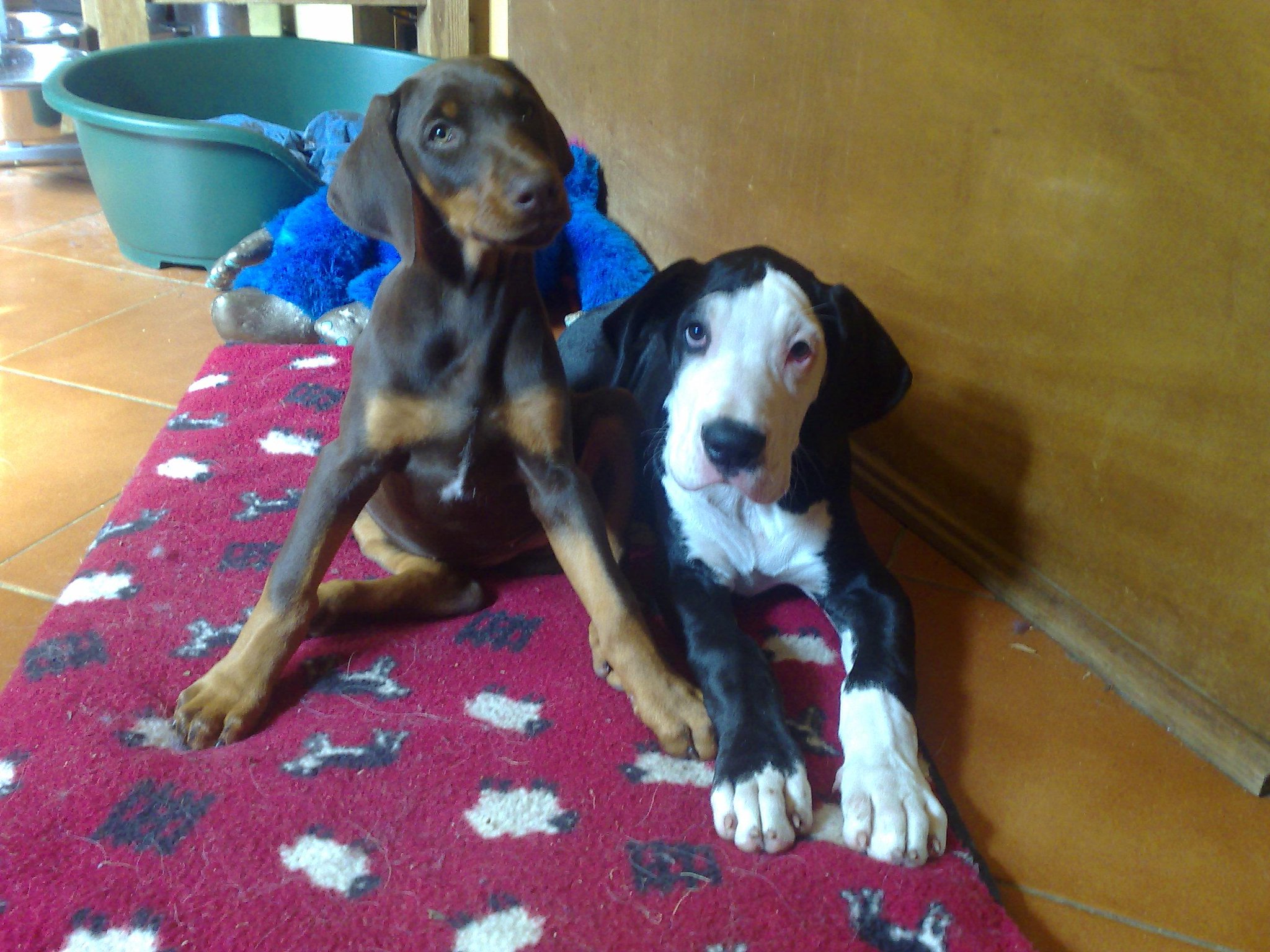 Embedded image permalink