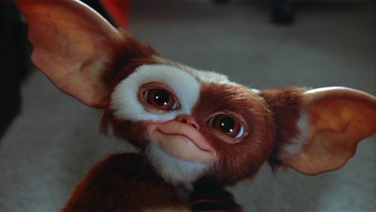 Happy #MogwaiMonday everybody! Giz and I are inside, away from the blizzard. : ) RT this if you think Giz is a cutie!