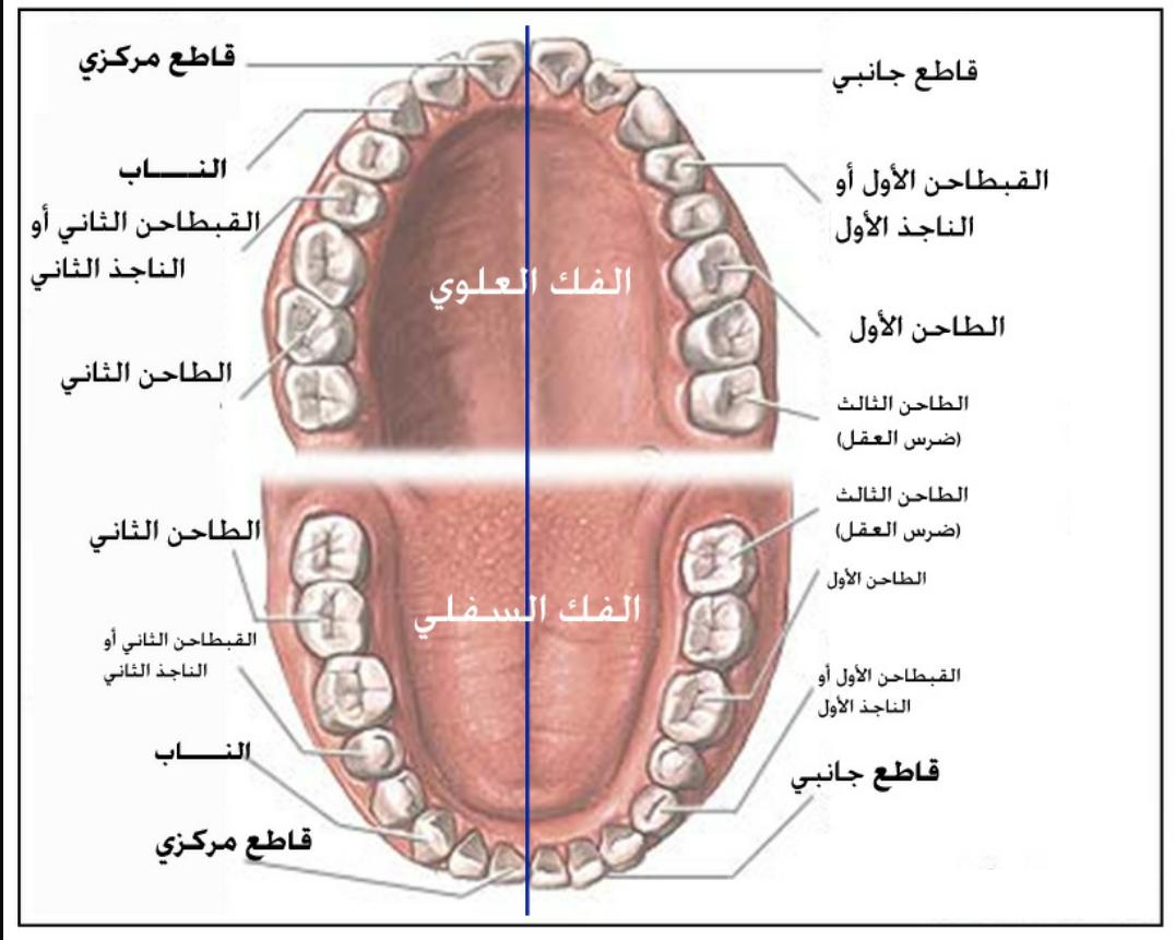 הציוצים של علاج أسنان مجاني 