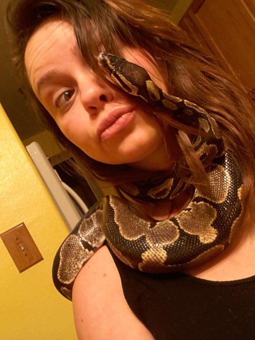This #lovely little guy! #BallPython #Snake #SnakeScarf #python http://t.co/SGJI9xActN<a href="/tag/lovely"class="tags">#lovely</a><a href="/tag/ballpython"class="tags">#BallPython</a><a href="/tag/snake"class="tags">#Snake</a><a href="/tag/snakescarf"class="tags">#SnakeScarf</a><a href="/tag/python"class="tags"><span>#python</span></a>