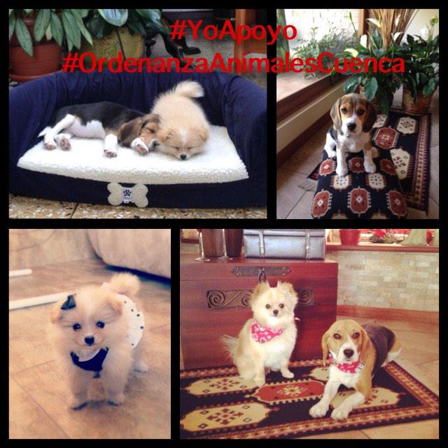 anamarymc's tweet photo. #YoApoyo #OrdenanzaAnimalesCuenca http://t.co/UZ1clxRsy7
