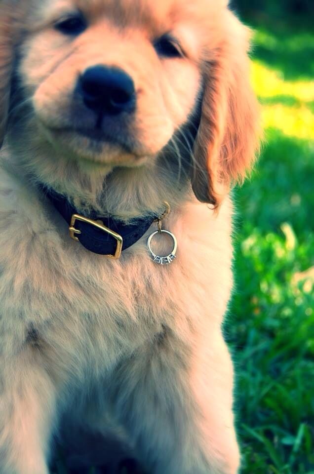 riannasullivan's tweet photo. “@lauren2812x: “Because who could say no to this face? http://t.co/wovdwDgHvm http://t.co/bozR1MYniX” This would be perfect 😍