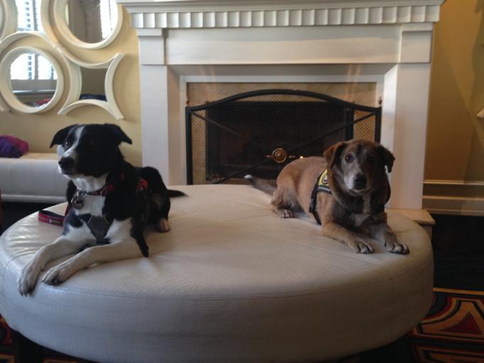 Piper and her friends enjoyed the avi dog appreciation event @hotelmonacoslc #skithedifference