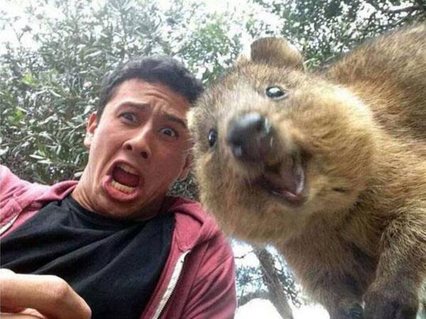CuteAnimalsBaby's tweet image. A selfie with Quokka - the happiest animal on Earth