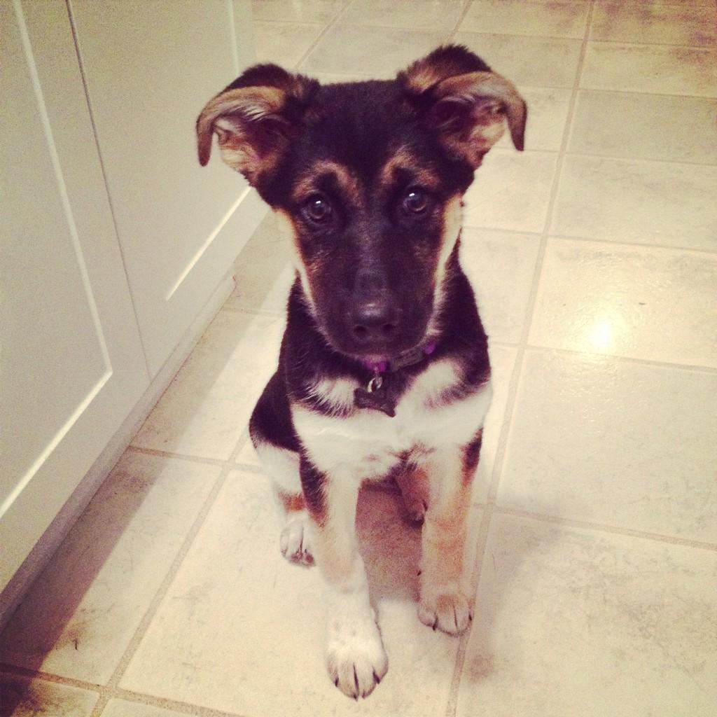 peteprevost tweet media