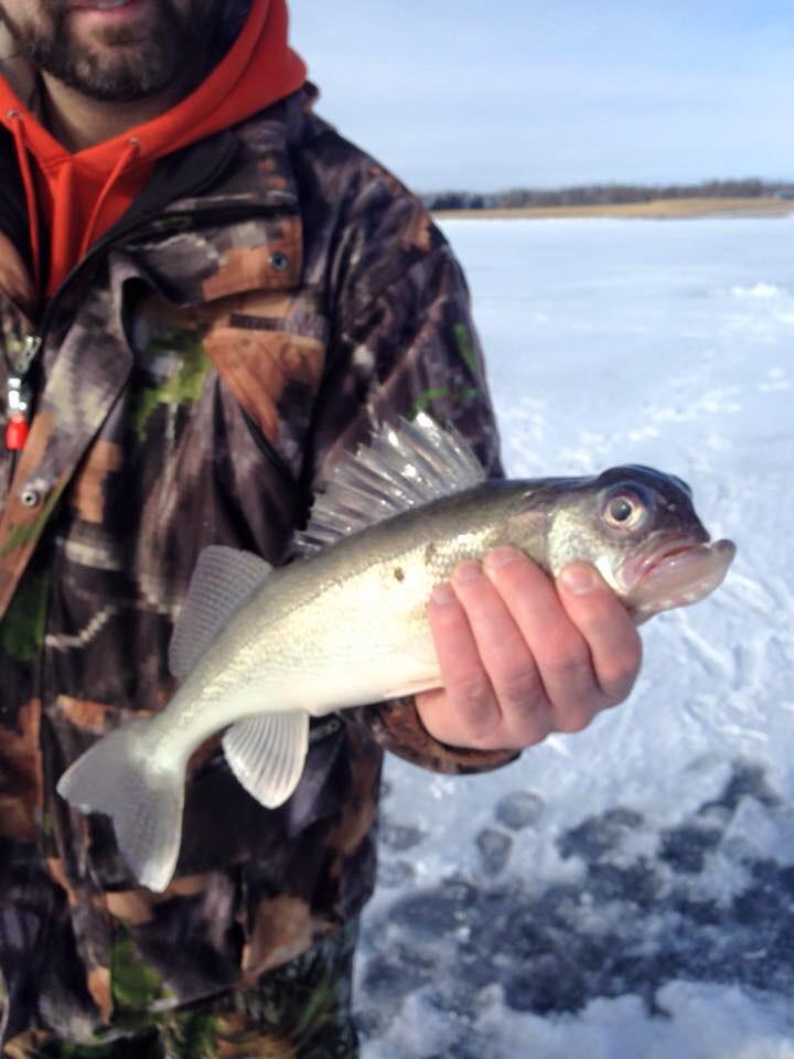 WalleyeTV's tweet image. RT @MikeMcFeelyKFGO: Look at this walleye caught by a @790KFGO listener on a South Dakota lake.