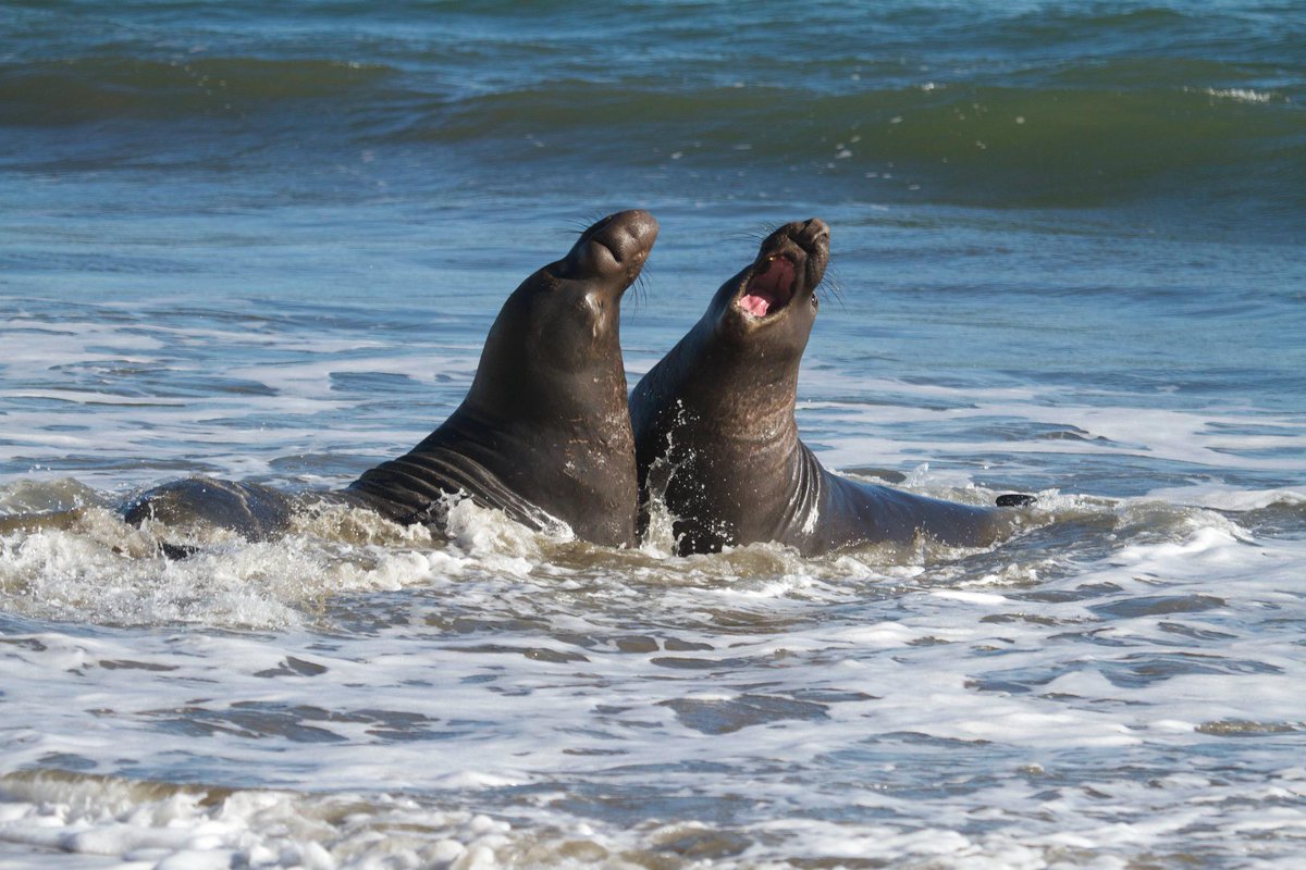 RunningFromMoos's tweet image. 308 steps, gray whales and elephant seal wrestling at #PtReyes : bit.ly/1y1whoS