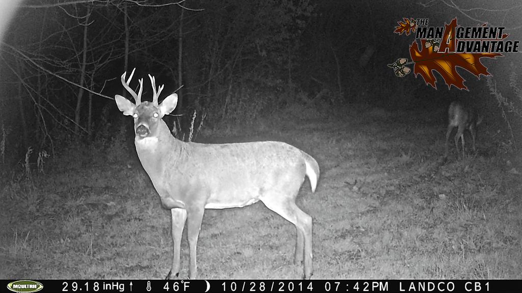 MnagemtAdvntge's tweet photo. @LandTheDream's 6 year old @moultriefeeders camera that's still snapping them off like new! #MoultrieMonday http://t.co/7D4CHz30yk