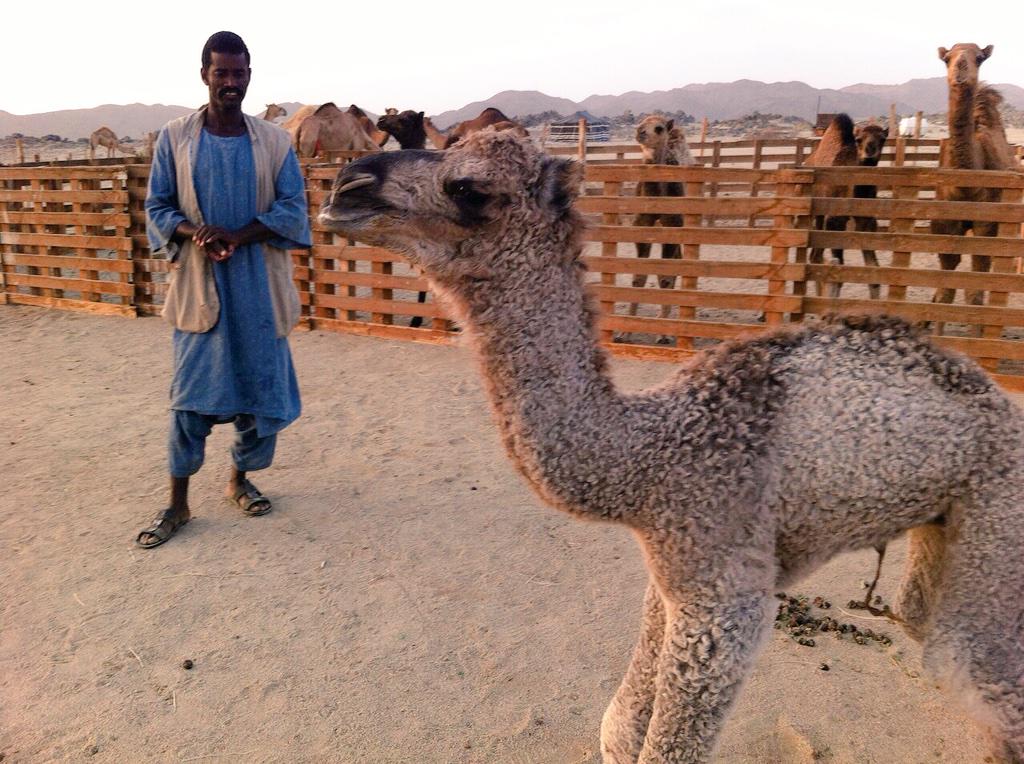 Abnda's tweet photo. @agmalabal السلام عليكم ورحمة الله وبركاته للعرض  قعود من انتاج فحل أبلي رسلان الله يطرح لنا ولكم البركه http://t.co/nj146ZdQvy