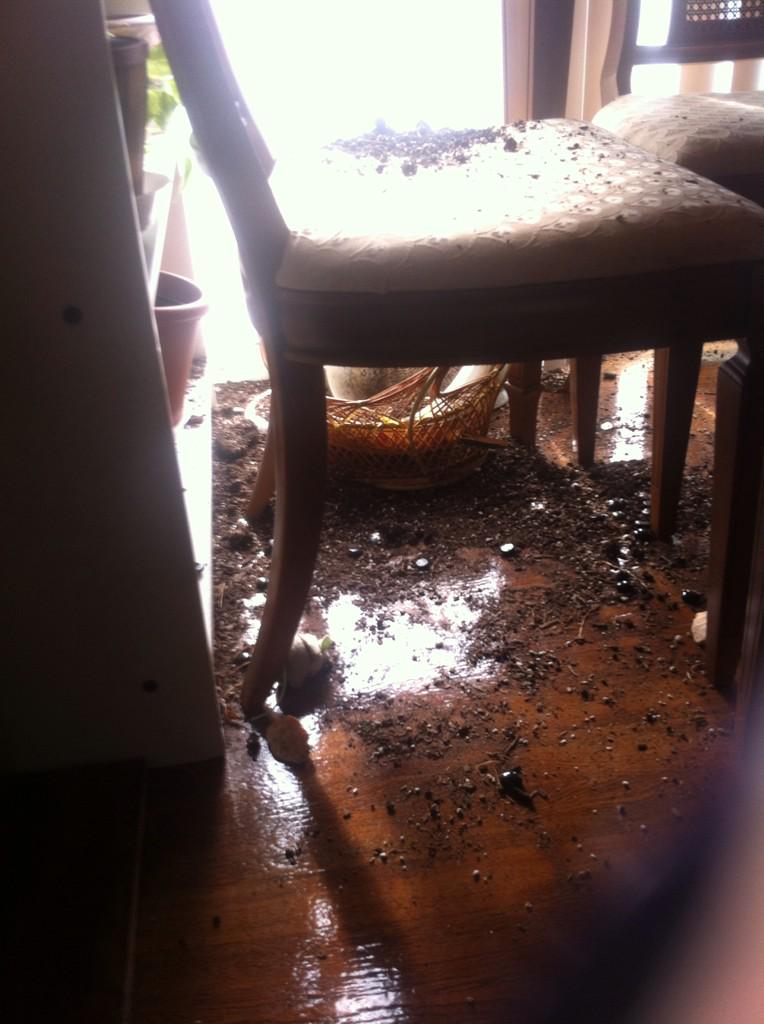 Awesomnicity's tweet photo. Well off work and now I get to head home and clean this...cats are wonderful :) #workworkwork http://t.co/BANObLVXGp