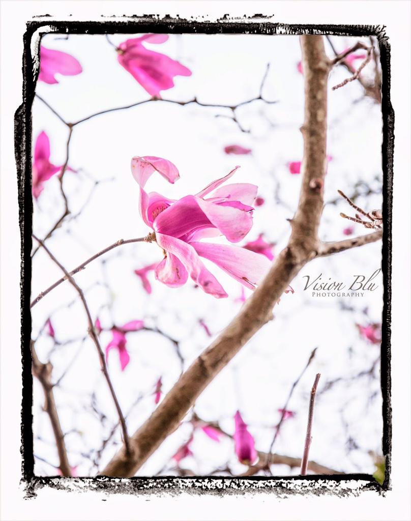 VisionBlu's tweet image. 