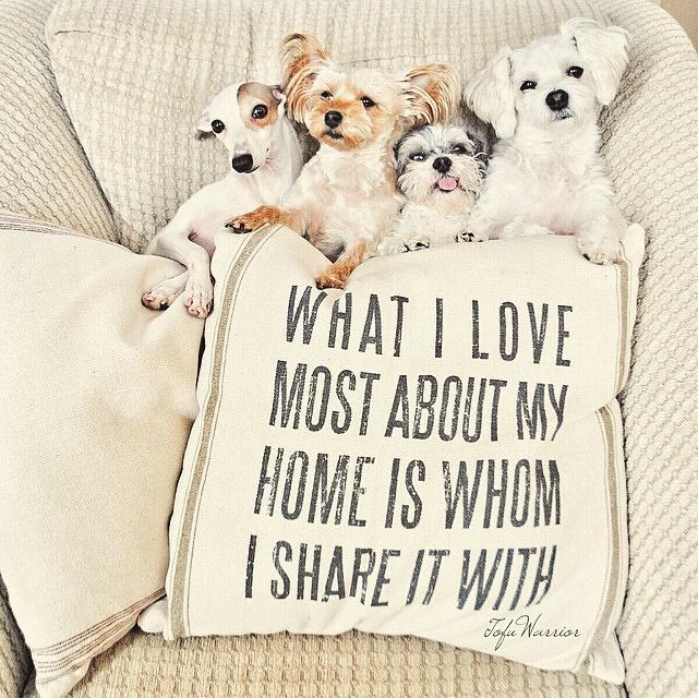 PlacingPets's tweet photo. Home is where the heart is ! #doglovers #furfamily #love #PlacingPets http://t.co/tvFmOlK8G0
