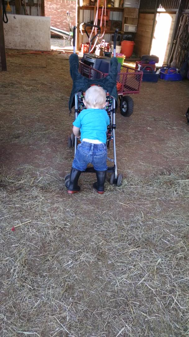 MilkJugDairy's tweet photo. Barn help #barnhelp #farm365 #dairy #farmlife http://t.co/sq4X60O15V