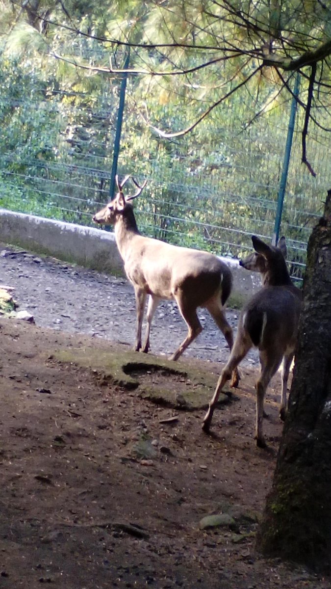 desiertodleones's tweet photo. Venado cola blanca, original del desierto de los leones, en cuajimalpa, #desietodleones http://t.co/1nICMPLvHz