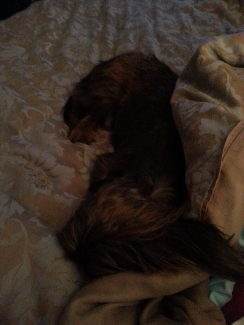Chrittymack's tweet photo. Feeling sympathetic from Florida. It's 49 degrees #puppylove  #Snowmageddon2015 #blizzardof2015 http://t.co/vtEc9TDIxO